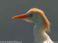Египетская цапля фото (Bubulcus ibis) - изображение №214 onbird.ru.<br>Источник: www.naturephoto-cz.com
